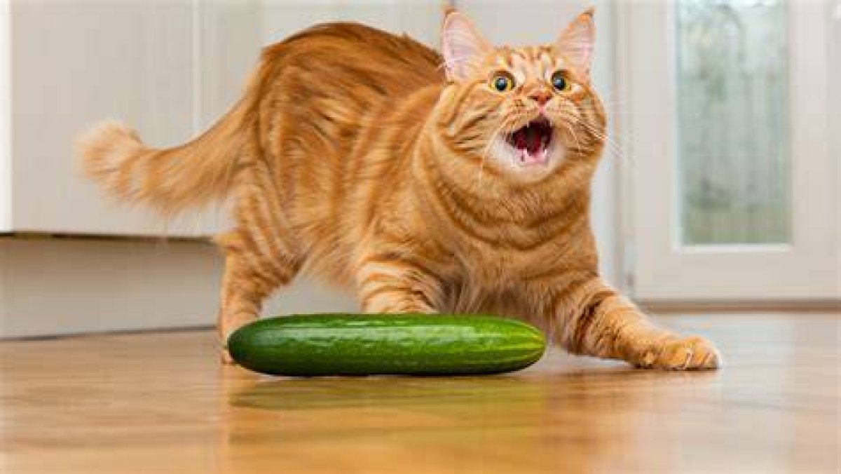 Why Are Cats Scared of Cucumbers? Understanding the Feline Fear