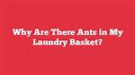 Why Are There Ants in My Laundry Basket?